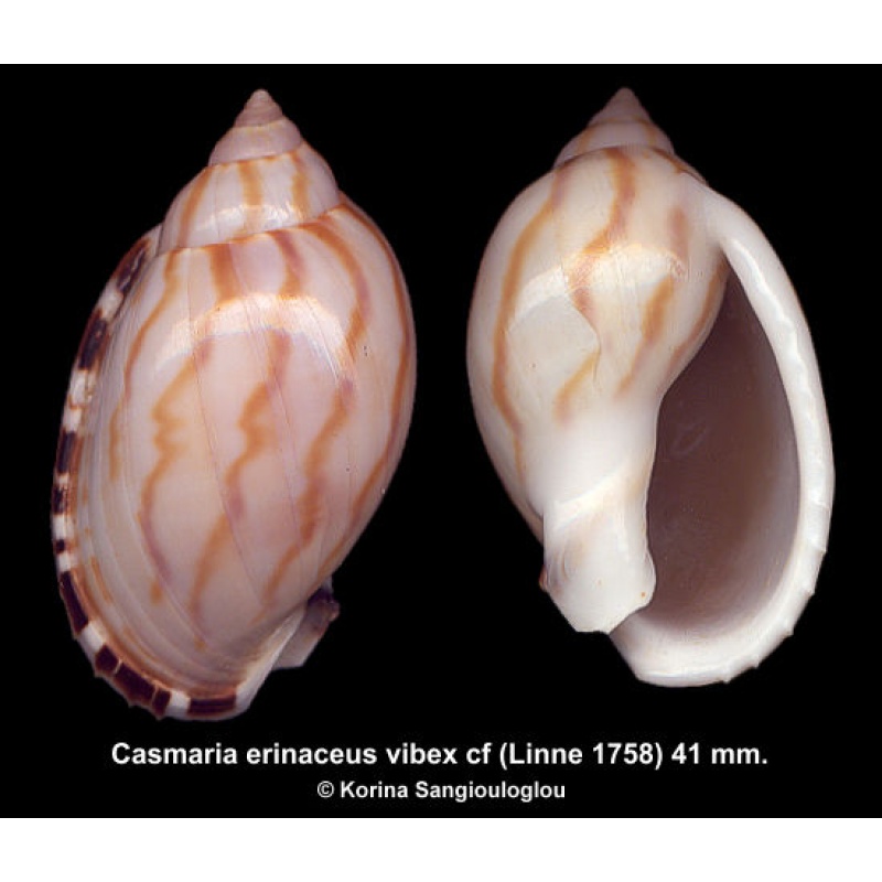 Casmaria erinaceus vibex cf Gorgeous Superb!