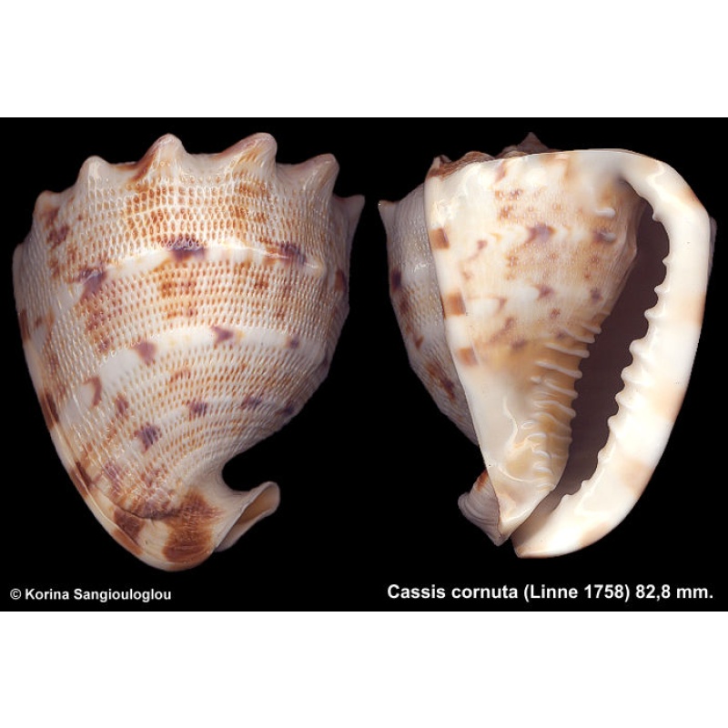 Cassis cornuta Gorgeous Cute Baby!