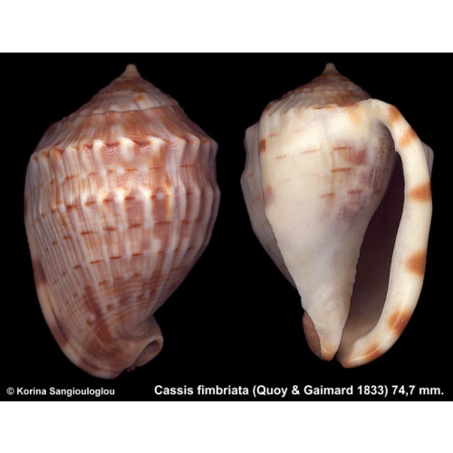 Cassis fimbriata Gorgeous Superb!