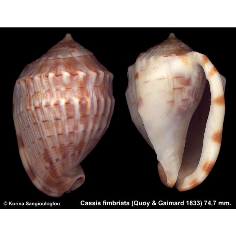 Cassis fimbriata Gorgeous Superb!