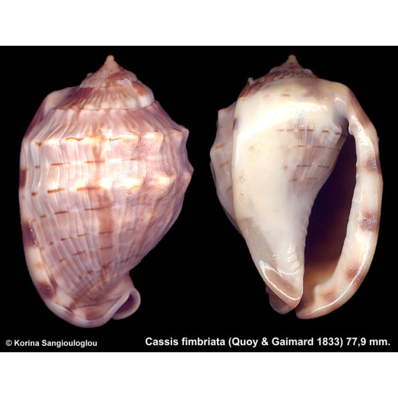 Cassis fimbriata Gorgeous Thick Heavy!