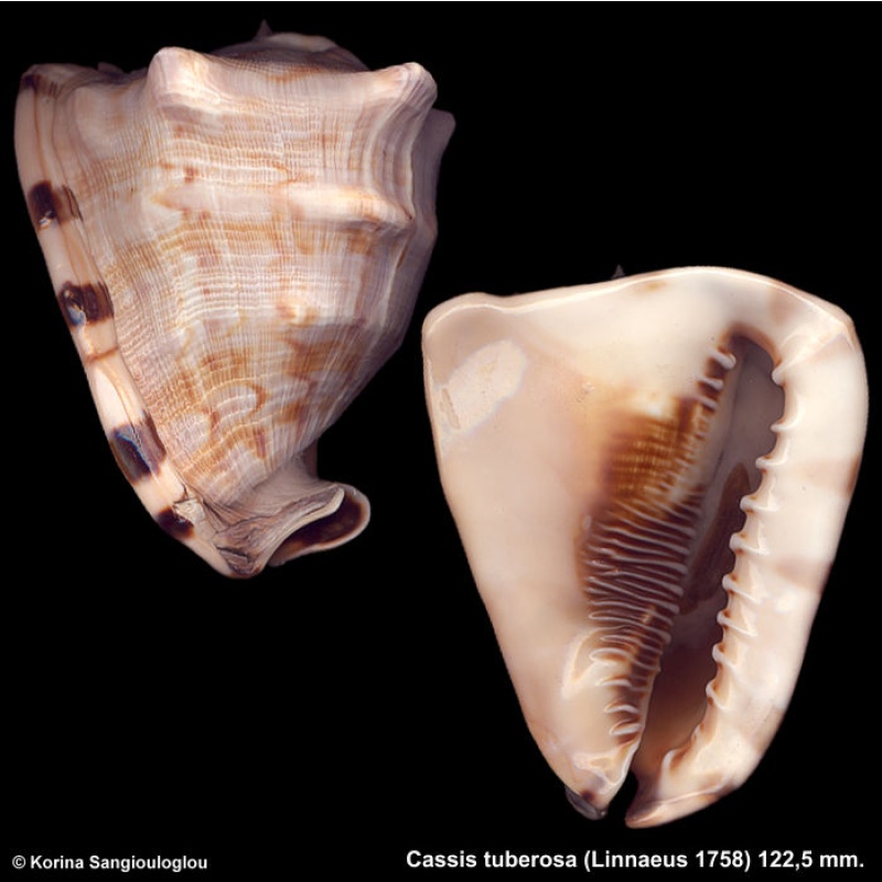 Cassis tuberosa Gorgeous Triangular Shape!