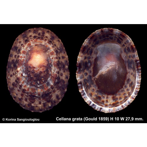 Cellana grata Gorgeous Unusual!