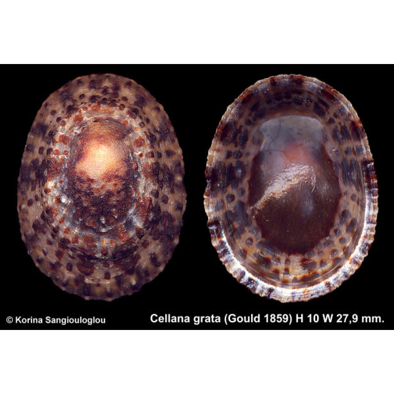 Cellana grata Gorgeous Unusual!