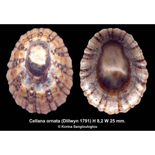 Cellana ornata Gorgeous Superb!