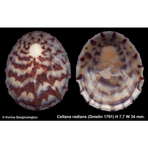 Cellana radians Gorgeous Unusual Flat!