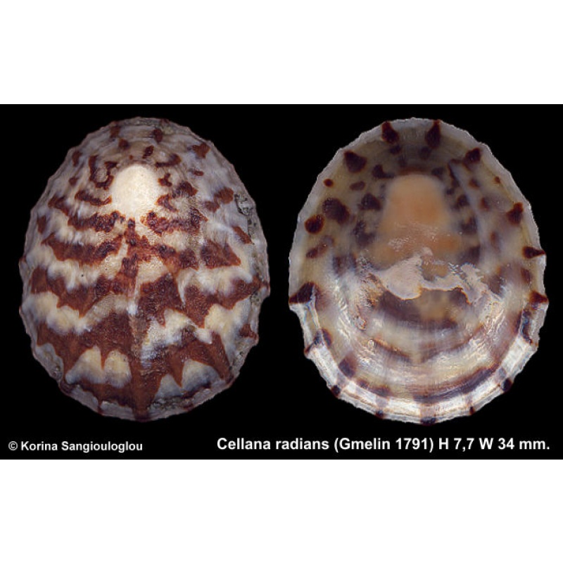 Cellana radians Gorgeous Unusual Flat!