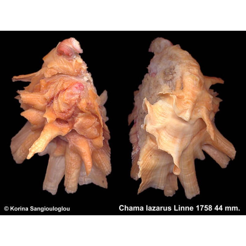 Chama lazarus Gorgeous Baby Orange!