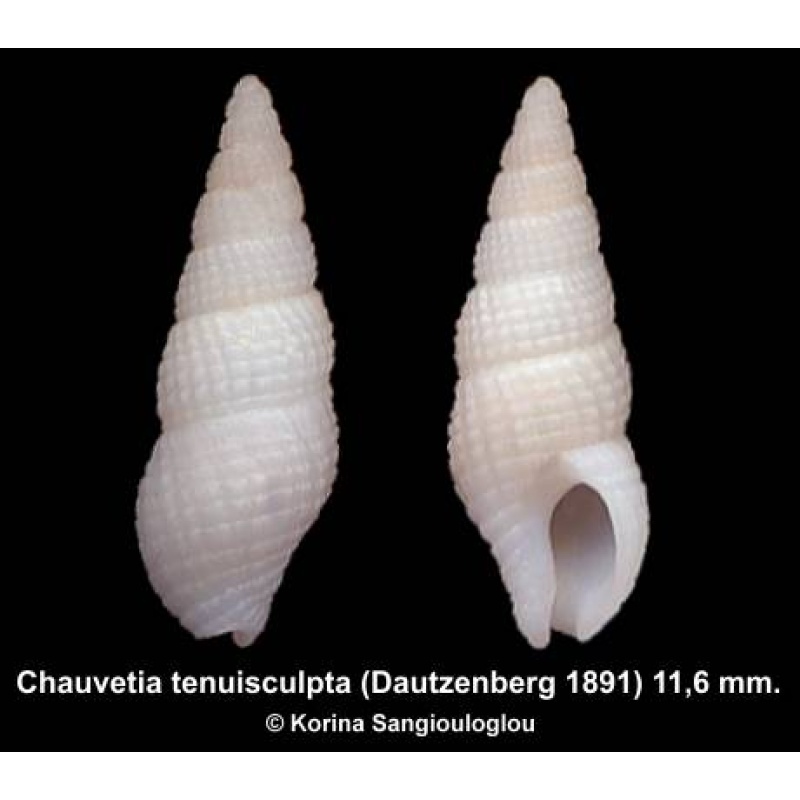 Chauvetia tenuisculpta Outstanding!