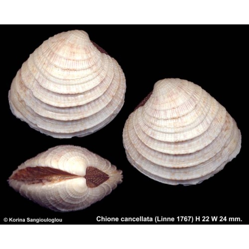 Chione cancellata Gorgeous!