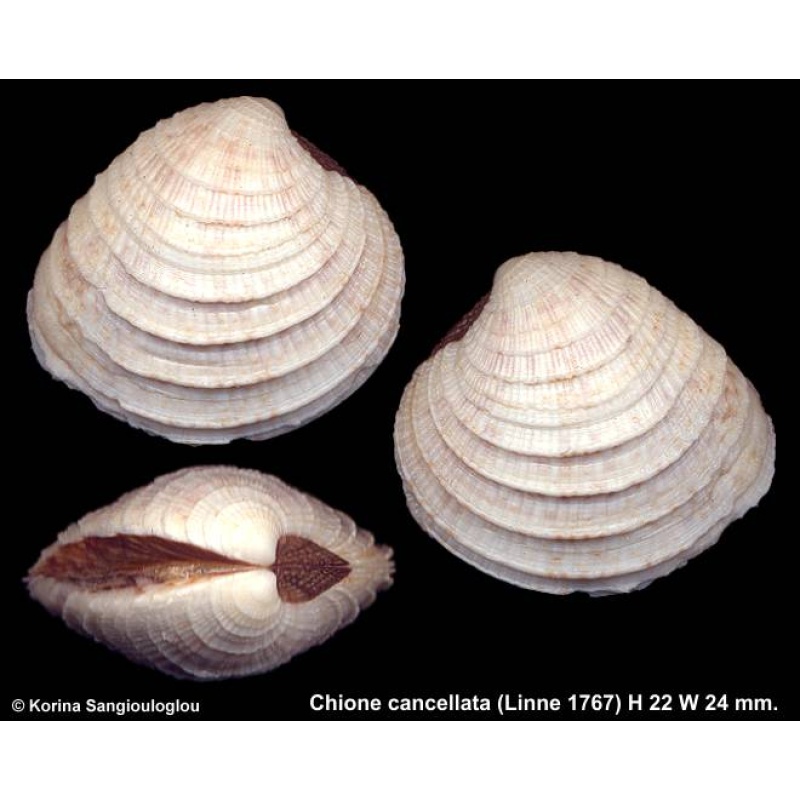 Chione cancellata Gorgeous!