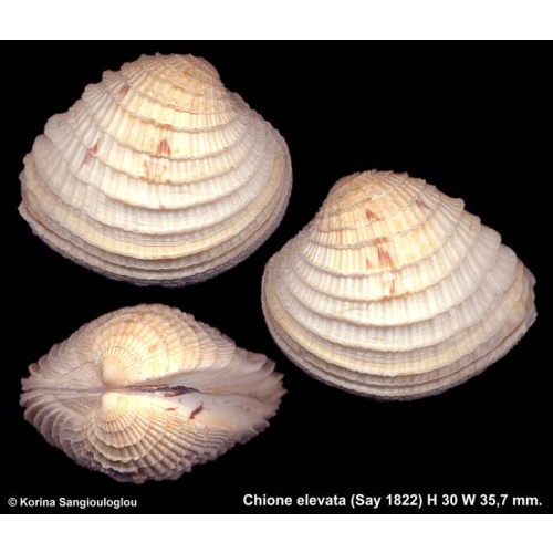 Chione elevata Gorgeous Superb!