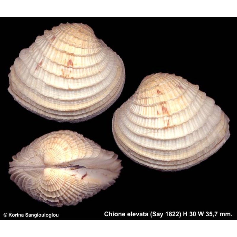 Chione elevata Gorgeous Superb!