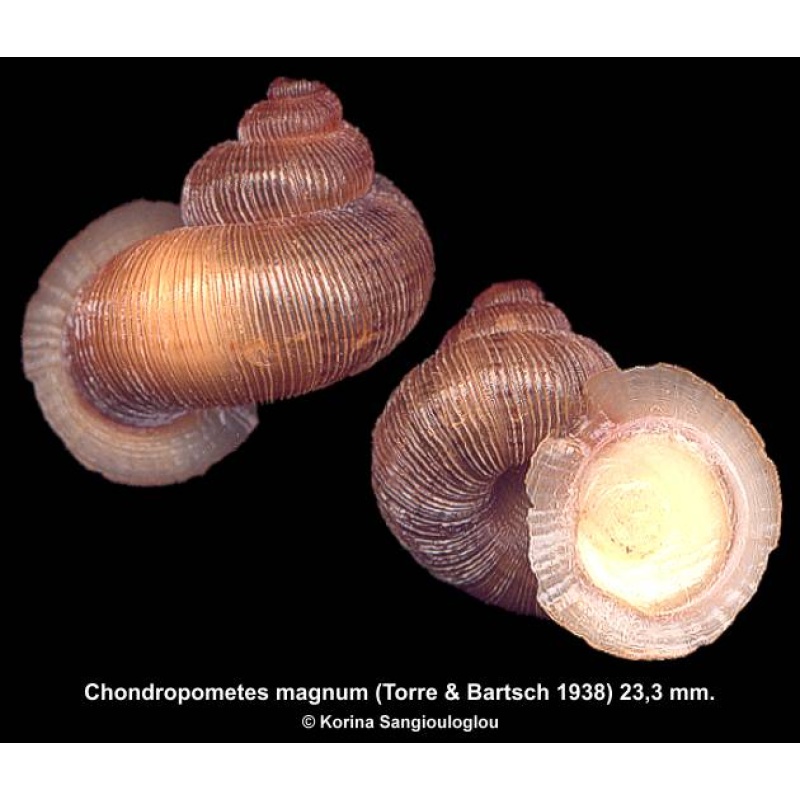 Chondropometes magnum Gorgeous!