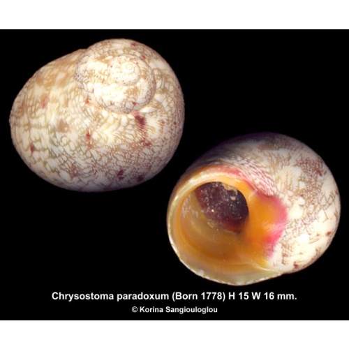 Chrysostoma paradoxum Gorgeous!