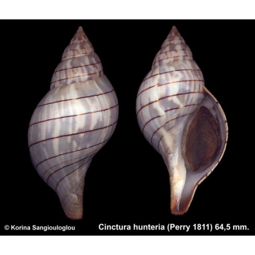 Cinctura hunteria Gorgeous!