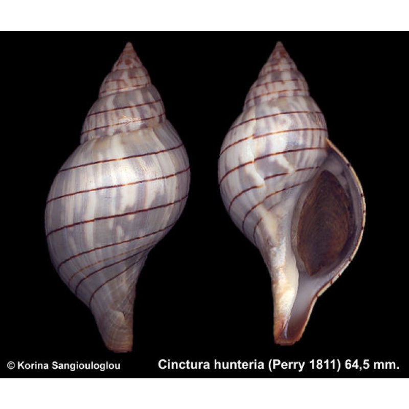 Cinctura hunteria Gorgeous!