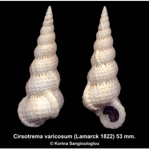 Cirsotrema varicosum Gorgeous Superb!