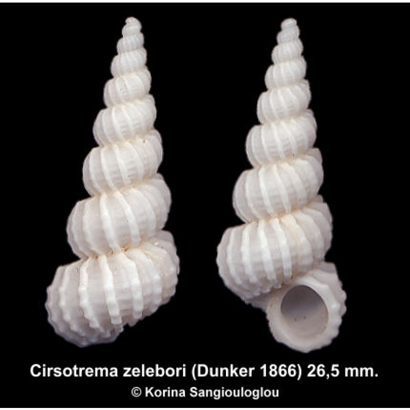 Cirsotrema zelebori Gorgeous Large!