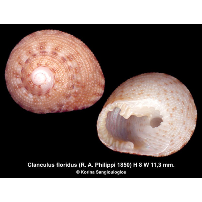 Clanculus floridus Gorgeous Special NSW Form!