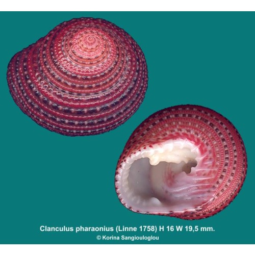 Clanculus pharaonius Gorgeous Superb!