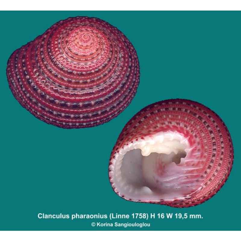 Clanculus pharaonius Gorgeous Superb!