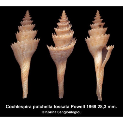Cochlespira pulchella fossata Gorgeous Large!