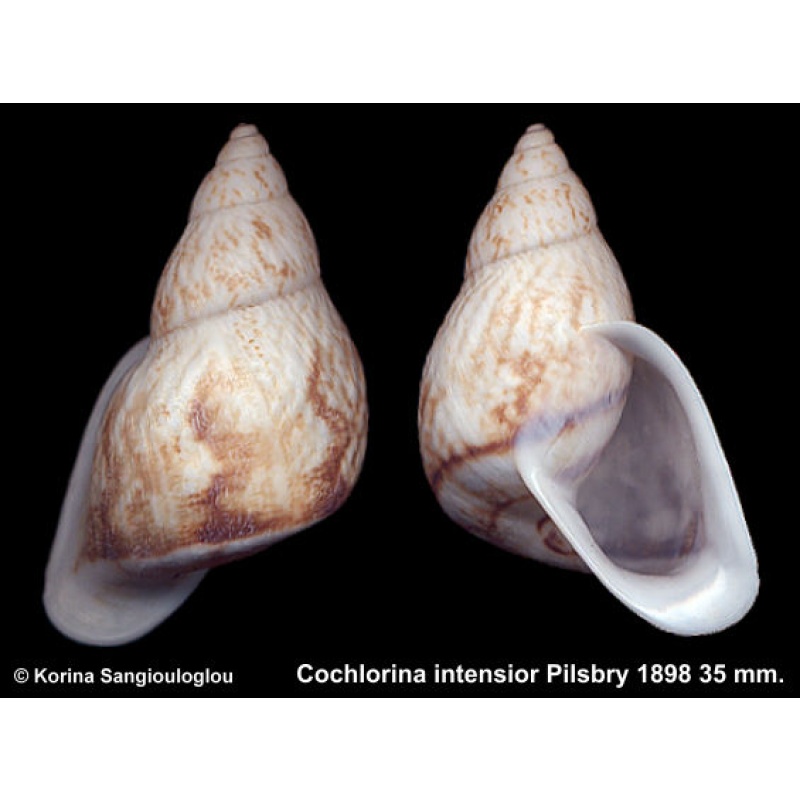 Cochlorina intensior Gorgeous Large!