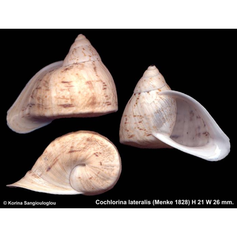 Cochlorina lateralis Gorgeous!