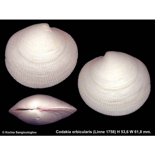 Codakia orbicularis Outstanding!