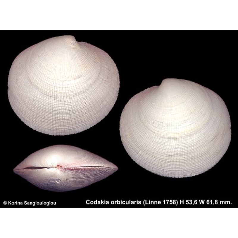 Codakia orbicularis Outstanding!