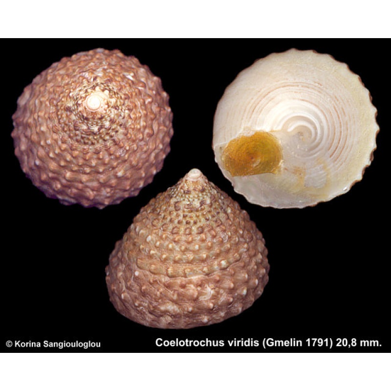 Coelotrochus viridis Gorgeous Uncommon!