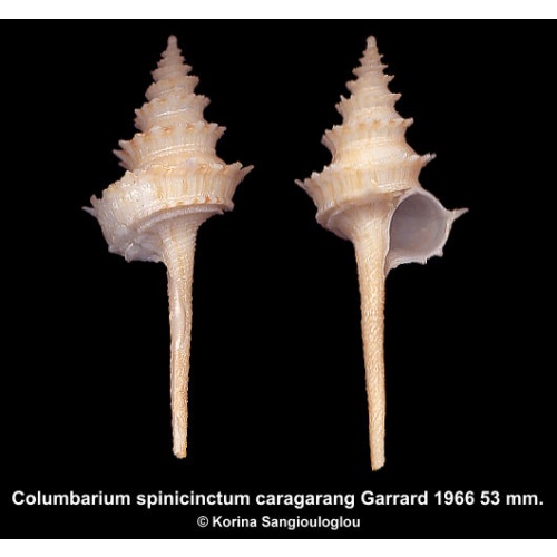 Columbarium spinicinctum caragarang Gorgeous Special Form Rare!