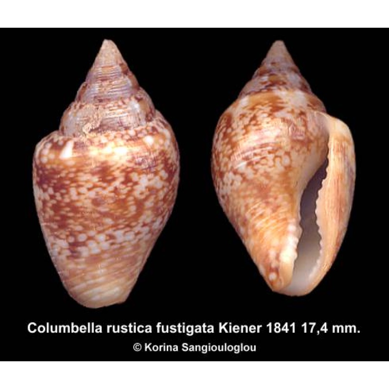 Columbella rustica fustigata Outstanding!