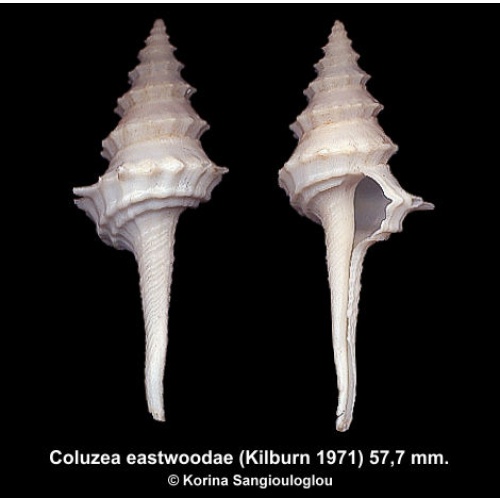 Coluzea eastwoodae Gorgeous!