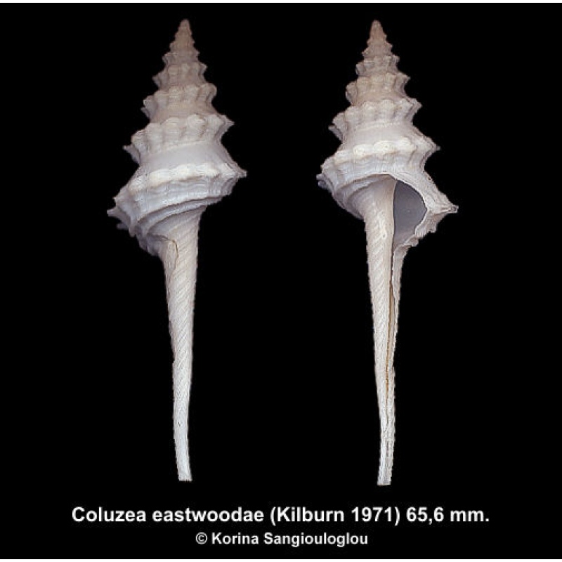 Coluzea eastwoodae Gorgeous Very Large!