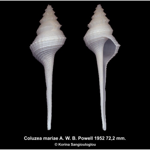 Coluzea mariae Gorgeous Rare Large!