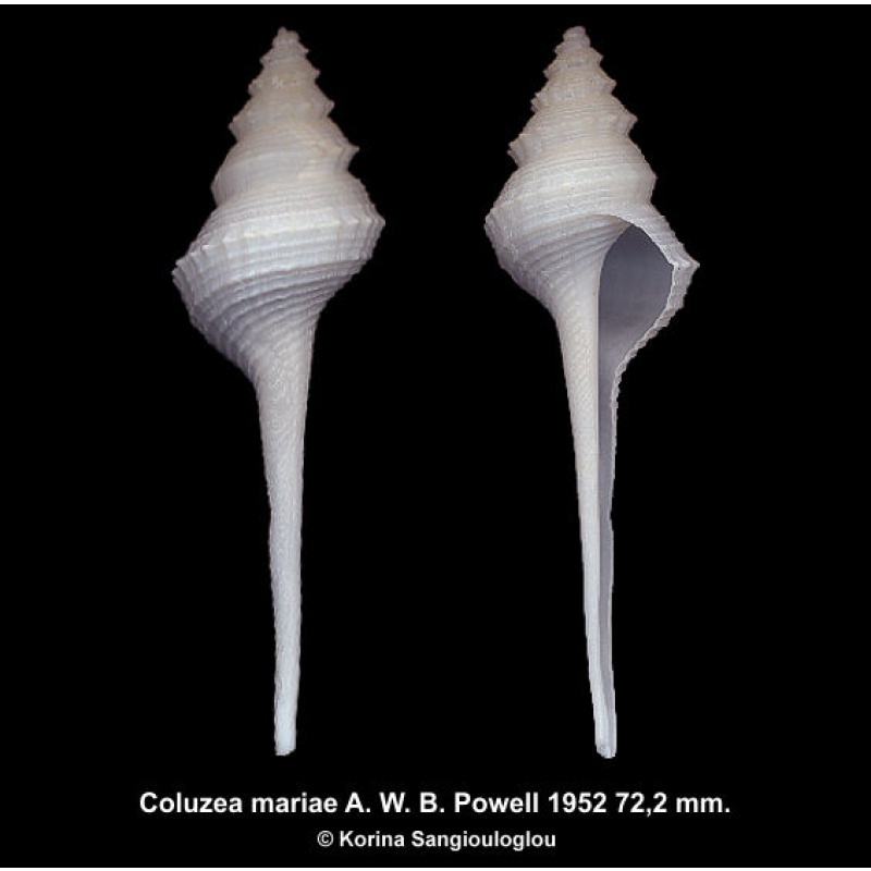 Coluzea mariae Gorgeous Rare Large!