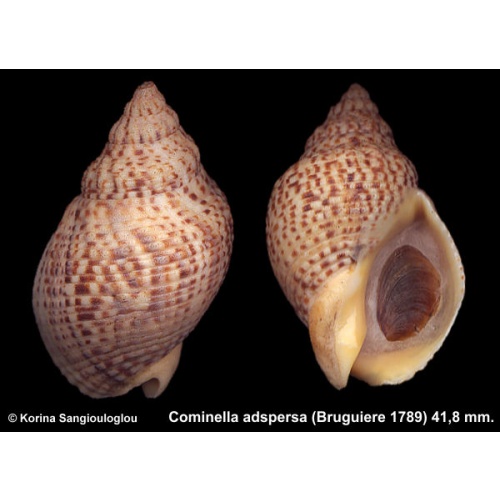 Cominella adspersa Outstanding!
