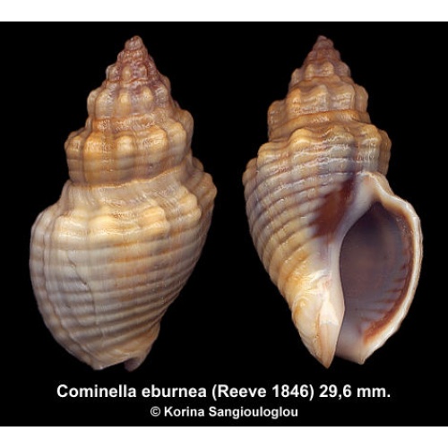 Cominella eburnea Gorgeous Colorful!