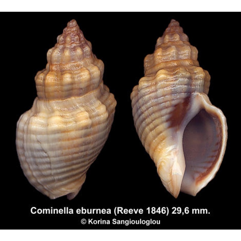 Cominella eburnea Gorgeous Colorful!