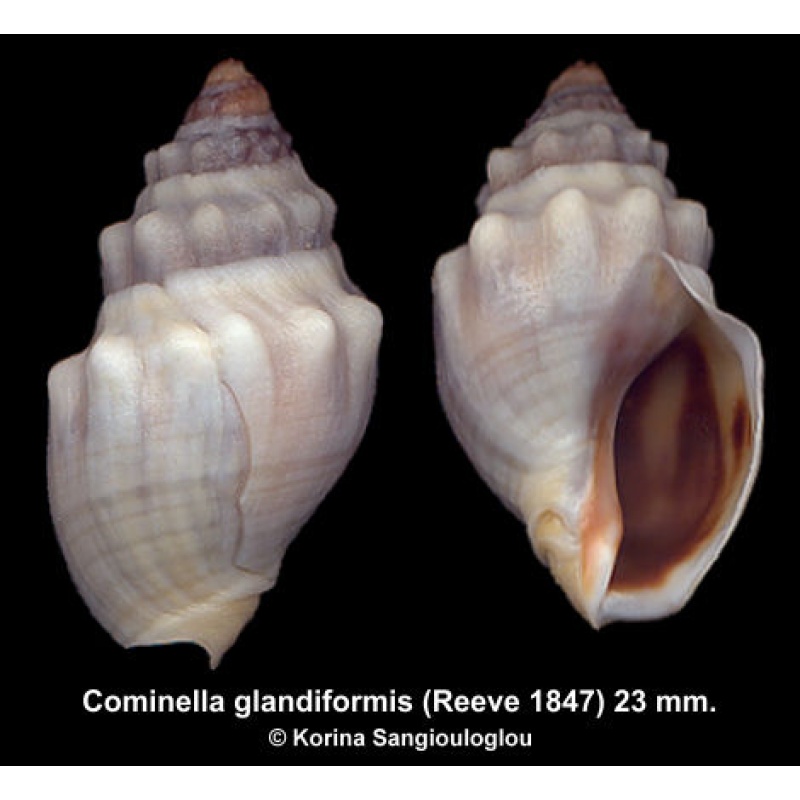 Cominella glandiformis Outstanding!