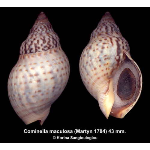 Cominella maculosa Outstanding Large!