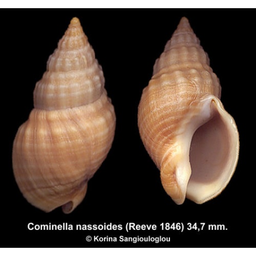 Cominella nassoides Outstanding Uncommon!