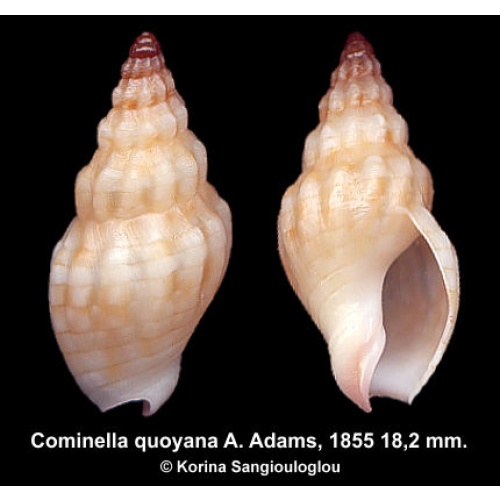 Cominella quoyana Outstanding Light Color Form!
