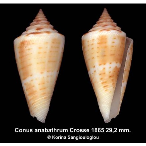 Conus anabathrum Gorgeous!