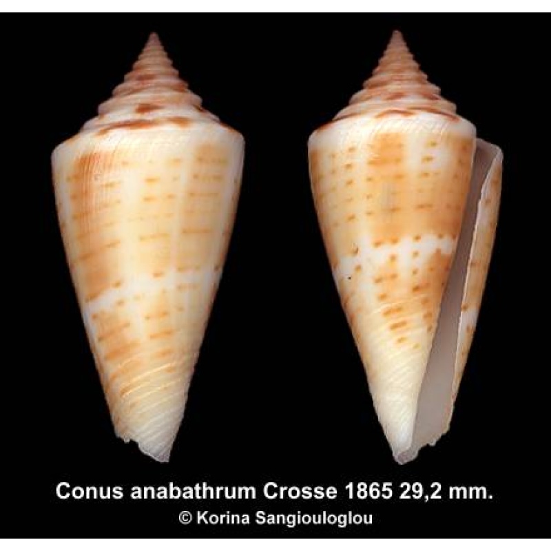 Conus anabathrum Gorgeous!
