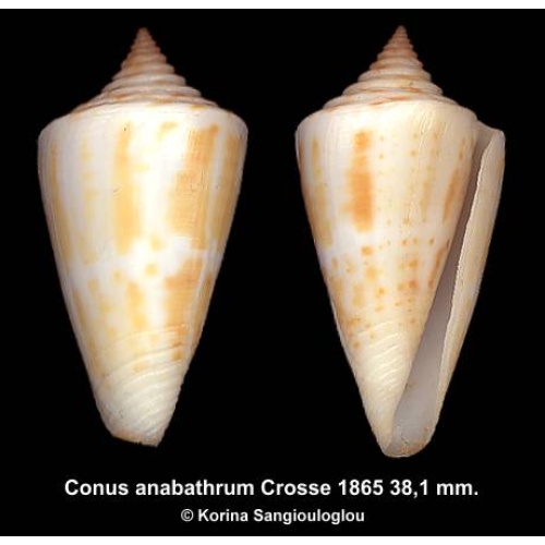 Conus anabathrum Gorgeous White Yellow!