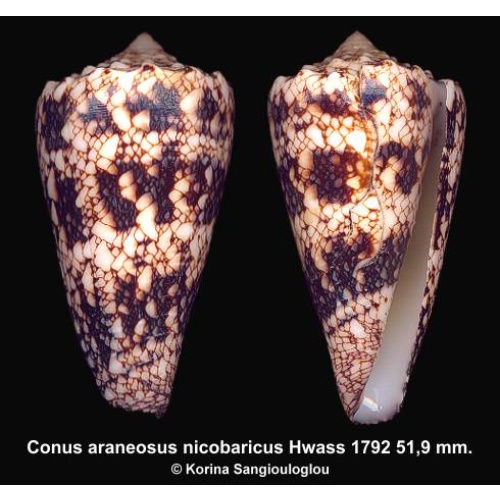 Conus araneosus nicobaricus Gorgeous Dark!