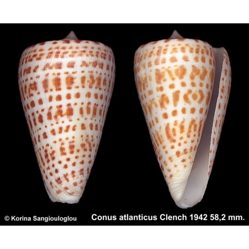 Conus atlanticus Gorgeous Large!